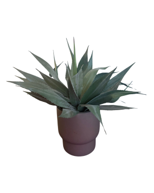 Agave