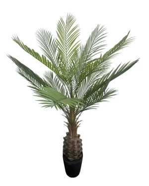 Dwergdadelpalm