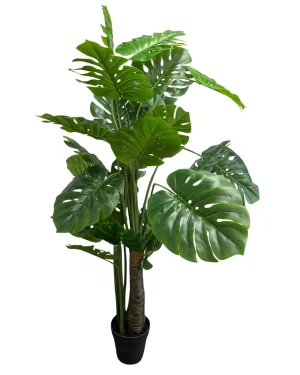Monstera Groot