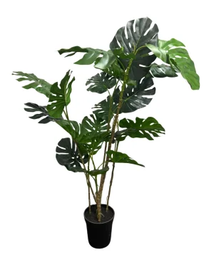Monstera Klein