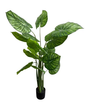 Pfilodendron